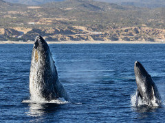 Humpback whale in Baja California, Mexico.