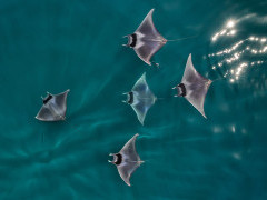 Spine-tail devil ray in Baja California, Mexico.