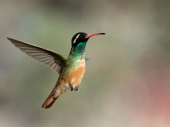 Xantus's hummingbird in Baja California, Mexico.