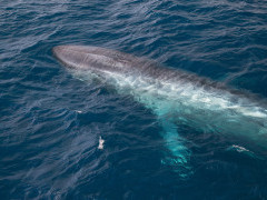 Blue whale in Sea of Cortez, Mexico.
