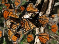 Monarch butterfly migration in Mexico