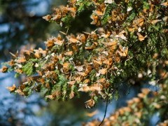 Monarch butterfly migration in Mexico