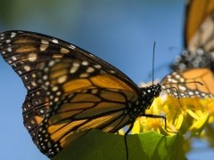Monarch butterfly migration in Mexico