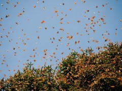 Monarch butterfly migration in Mexico