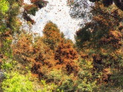 Monarch butterfly migration in Mexico