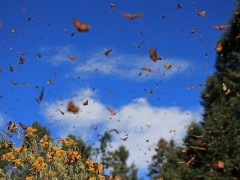 Monarch butterfly migration in Mexico