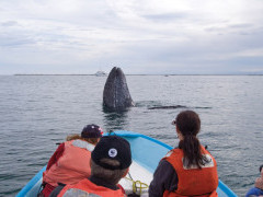 Grey whale in San Ignacio Lagoon, Mexico.