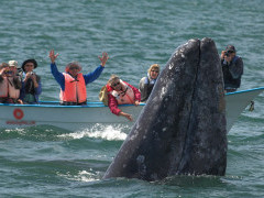 Grey whale in San Ignacio Lagoon, Mexico.