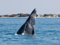 Grey whale in San Ignacio Lagoon, Mexico.