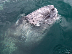 Grey whale in San Ignacio Lagoon, Mexico.