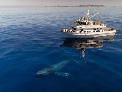 Humpback whale and Spirit of Adventure in San Ignacio Lagoon, Mexico.