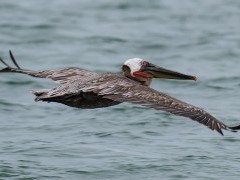 Brown pelican in the Sea of Cortez, Mexico.