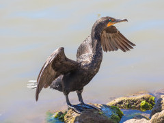 Double-crested cormorant in Sea of Cortez, Mexico