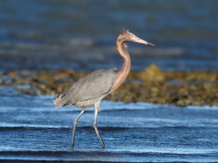 Reddish egret in Sea of Cortez, Mexico