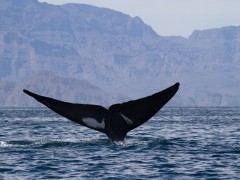 Blue whale in the Sea of Cortez, Mexico