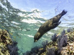 Californian sea lion in the Sea of Cortez, Mexico