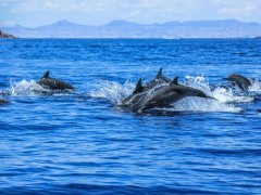 Dolphins in the Sea of Cortez, Mexico