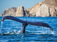 Humpback whale in the Sea of Cortez, Mexico