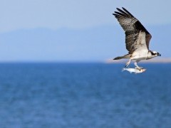 Osprey in the Sea of Cortez, Mexico