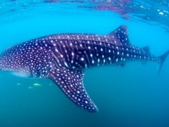 Whale shark in the Sea of Cortez, Mexico