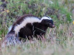 Patagonian or humboldt's hog-nosed skunk in Torres del Paine National Park, Chile.