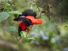 Andean cock of the rock in Peru.