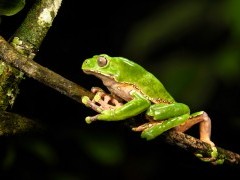 Giant waxy monkey frog in Peru.