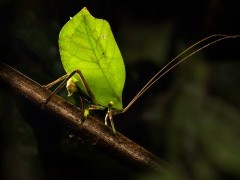 Katydid in Peru.