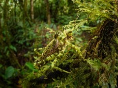 Katydid in Peru.