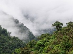 Rainforest canopy in Peru.