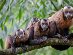 Brown-tufted capuchin in Peru.
