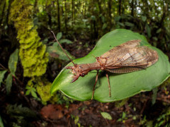 Dobsonfly in Peru.