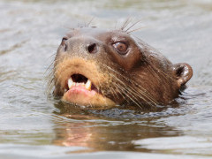 Giant river otter in Peru.