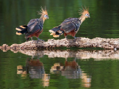 Hoatzin in Peru.