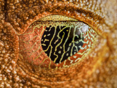 Map tree frog in Peru.