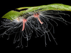 Moth caterpillar in Peru.
