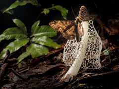 Moth feeding on bridal veil stinkhorn in Peru.