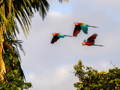 Red-and-green macaws in Peru.