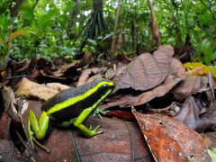 Three-striped poison frog in Peru.