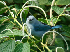 Blue-grey tanager in Poas, Costa Rica