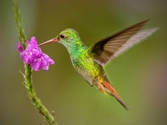 Rufous-tailed hummingbird