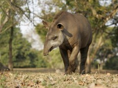 Brazilian tapir