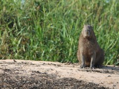 Capybara in the Pantanal, Brazil.