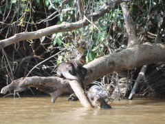 Giant river otter in the Pantanal, Brazil.