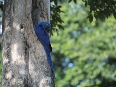 Hyacinth macaw in the Pantanal, Brazil.