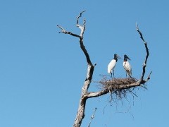 Jabiru stork nest in the Pantanal, Brazil.