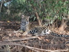 Jaguar in the Pantanal, Brazil.