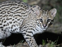 Ocelot in the Pantanal, Brazil.