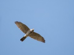 Levant sparrowhawk