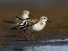 Little stint